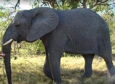 elephant