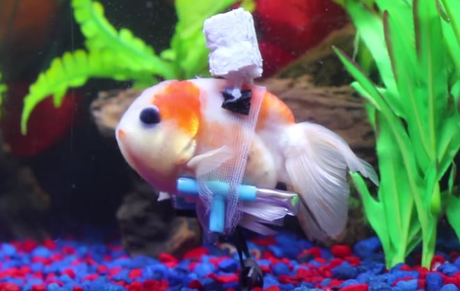 Wheelchair Goldfish.jpg